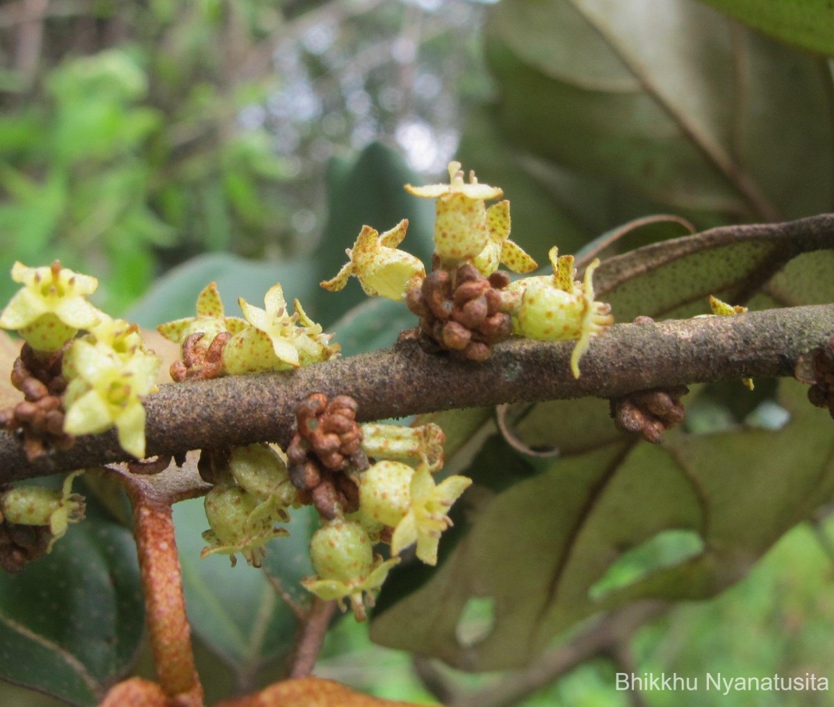 Elaeagnus latifolia L.